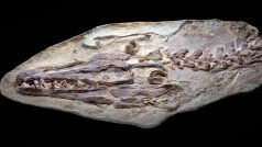 Tělo ještěra je zachováno v takovém rozsahu jako u žádné dosud nalezené fosílie mosasaura