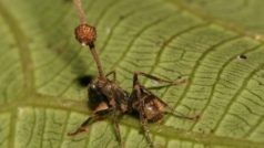 Mravenci napadení houbou druhu Ophiocordyceps unilateralis