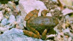 Vědci v pokožce různých druhů žab z celého světa identifikovali více než stovku látek se silným antibiotickým účinkem (na obrázku žába Rana boylii).