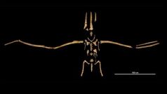 Pelagornis chilensis
