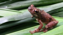 Hyperolius Nimbae (© Ngoran Germain Kouame)