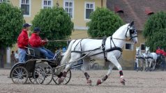 Starokladrubský bělouš v zápřahu