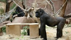 Bikira poprvé s pražskými gorilami