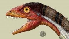 Daemonosaurus chauliodus