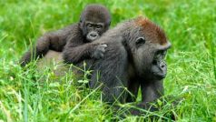 Goril nížinných ve volné přírodě rychle ubývá. Na vině je samozřejmě člověk