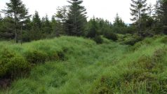 Krušnohorské rašeliniště Cínovecký hřbet před zahájením revitalizace