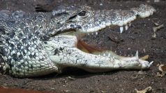Krokodýl kubánský (Crocodylus rhombifer)