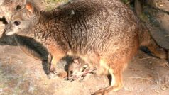 Klokan dama (Macropus eugenii)