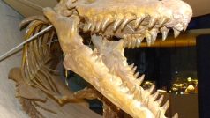 Lebka mosasaura, nejstarší přímé fosilní důkazy o živorodosti zatím pocházely od nich.