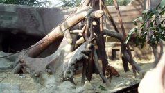 Pavilón Indonéská džungle obývají orangutani, varani komodští a další ohrožená zvířata