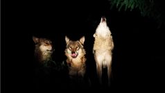 Návštěvníci se během noční prohlídky zoo mohou těšit třeba i na vytí vlků