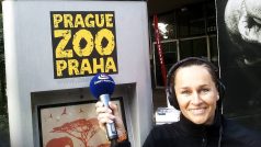 Pražská zoo oslavovala 80. narozeniny a Radiožurnál byl u toho