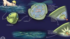 Princip bioluminiscence u jednobuněčných řas obrněnek