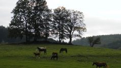 Hraničná - dnes se kolem bývalé obce pasou koně