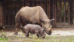 Dvouměsíční mládě nosorožce dvourohého s matkou