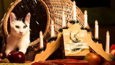 Sbírka Strom kočičích přání potrvá do 6. ledna