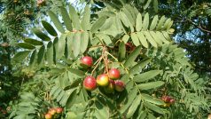 Jeřáb oskeruše - listy a plody