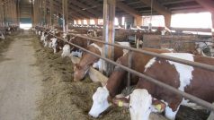 Zemědělské družstvo Nečín - moderní kravín