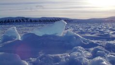 Moře kolem Špicberk nevypadá jako domov hlavonožců. Místní teploty ale nevadí chobotnici arktické (Bathypolypus arcticus)