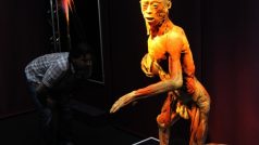 Výstava The Human Body Exhibition představí zhruba 200 exponátů z lidských těl či jejich částí zakonzervovaných pomocí plastinace