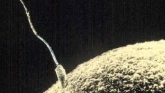 Spermie pronikající do vajíčka