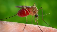 Komár tropický (Aedes aegypti)