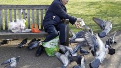 Důchodce krmí v parku holuby