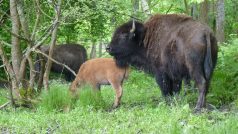 Bizoni firmy Agrowald Rožmberk