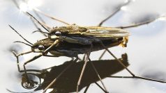 Hmyz „bruslařka“ (Gerridae)