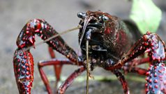 Rak červený (Procambarus clarkii)