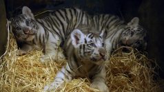 Bílá tygřata: dva samečci, jedna samička