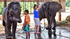 Slonice určené pro pražskou zoo. Vlevo Tamara a mahut Upali Saman Kunara, vpravo Janita a chovatelka z pražské zoo Veronika Štruplová