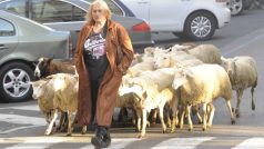 V závěrečné scéně dokumentu o zpěvačce Zuzaně Michnové účinkovalo také dvacet ovcí