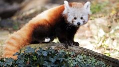 V neděli proběhne křest prvního mláděte pandy červené odchovaného v Zoo Praha