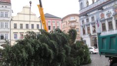 Českobudějovický vánoční strom převezli z náměstí Přemysla Otakara II. do ZOO Ohrada v Hluboké nad Vltavou.