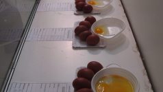 Výstava vajec na výstavě Náš chovatel