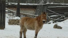 Zoo Brno v zimě, kůň Převalského