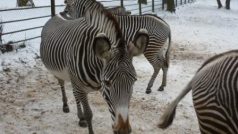 Zoo Brno v zimě, zebry