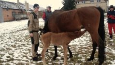 Hříbě s klisnou se studenty a učitelem z odborného učiliště a školy v Horkách nad Jizerou.