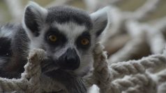 Lemur kata v ZOO Dvůr Králové nad Labem