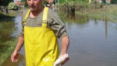 Výlov ryb z povodňových lagun na Mělnicku. Rybář Jaroslav Veselý s mtrvou rybou