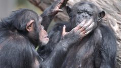 Šimpanzice v Zoo Plzeň