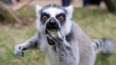 Lemur v pražské zoologické zahradě