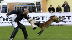 V Roudnici nad Labem na Litoměřicku probíhá mistrovství světa ve sportovní kynologii