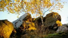 Odlesnění skal ve Žďárských vrších by prý usnadnilo návrat sokola stěhovavého