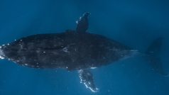 Potápění s keporkaky, které Manuela považuje za jeden z největších životních zážitků, Tonga