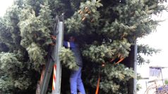 Vánoční strom musejí dělníci k autu pořádně přivázat