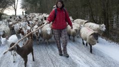 Převádění ovcí přes Brdy
