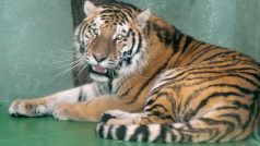 Olomoucká  zoo získala nového tygra ussurijského