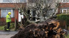 V Birminghamu silný vítr vyvrátil strom